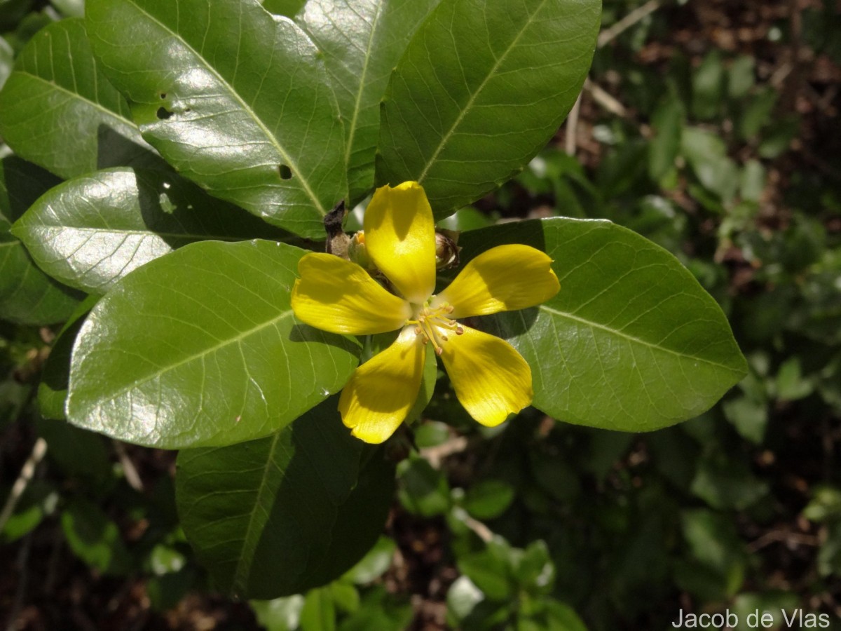 Hugonia ferruginea Wight & Arn.